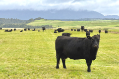 6 Year and older Angus Cows