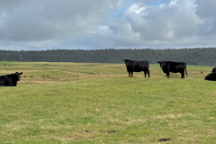 6 Year and older Angus Cows