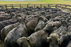 Angus Weaner Heifers 3