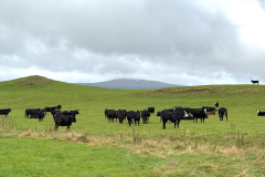 M/a Cows in calf to Hereford