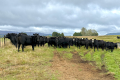 R2yr Heifers 2