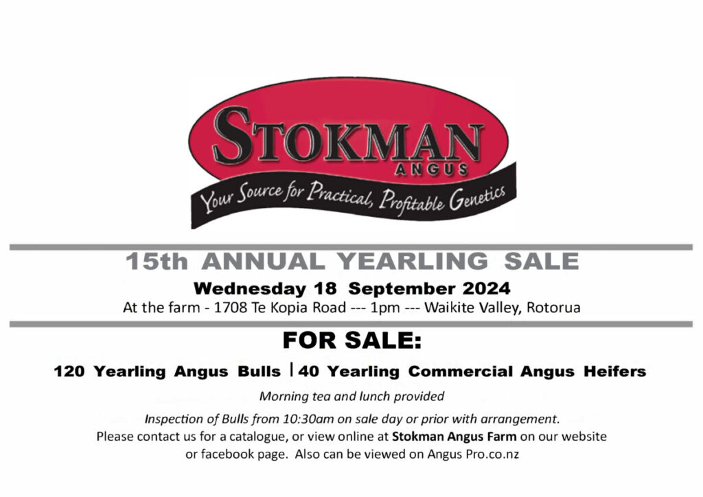 Stokman Angus Yearling Bull and Heifer Sale