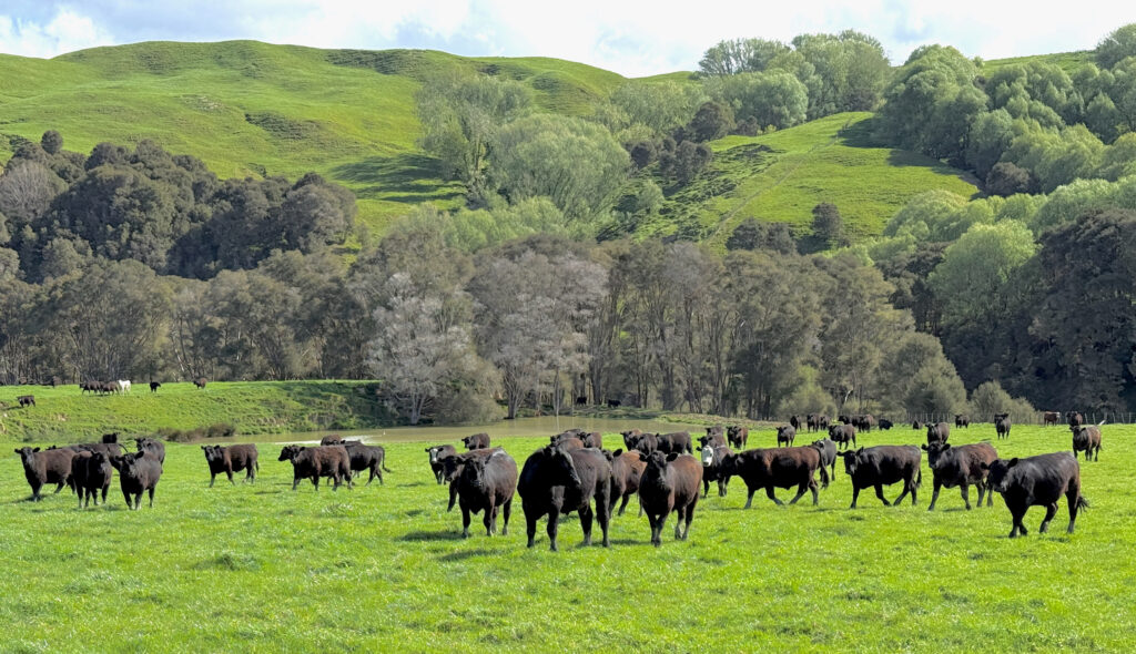 Pauariki Station 2nd Annual on Farm 15mth Steer Sale